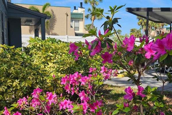 Oaks of Seminole COA | Landscaping and Flowers